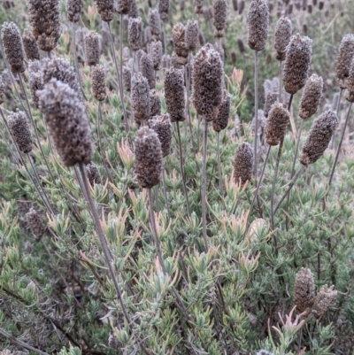 Lavandula stoechas (Spanish Lavender or Topped Lavender) at Table Top, NSW - 2 Jun 2021 by Darcy