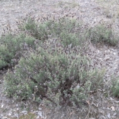 Lavandula stoechas at Table Top, NSW - 2 Jun 2021