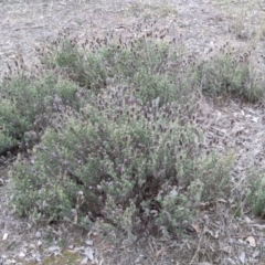 Lavandula stoechas at Table Top, NSW - 2 Jun 2021 02:56 PM