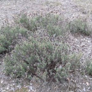 Lavandula stoechas at Table Top, NSW - 2 Jun 2021