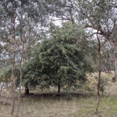 Acacia baileyana (Cootamundra Wattle, Golden Mimosa) at Albury - 2 Jun 2021 by Darcy