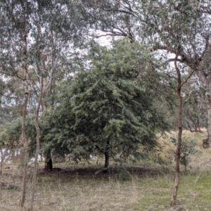 Acacia baileyana at Albury - 2 Jun 2021
