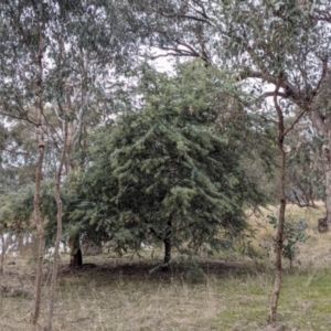 Acacia baileyana at Albury - 2 Jun 2021 02:58 PM