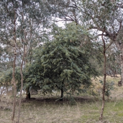 Acacia baileyana (Cootamundra Wattle, Golden Mimosa) at Albury - 2 Jun 2021 by Darcy