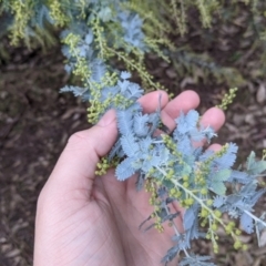 Acacia baileyana at Albury - 2 Jun 2021