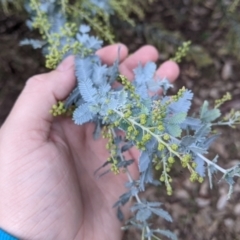 Acacia baileyana at Albury - 2 Jun 2021