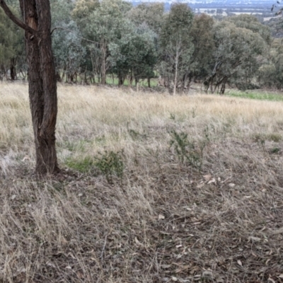 Xerochrysum viscosum (Sticky Everlasting) at Albury - 2 Jun 2021 by Darcy