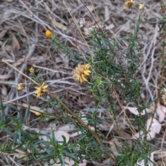 Xerochrysum viscosum at Albury - 2 Jun 2021 03:06 PM