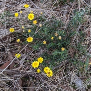 Xerochrysum viscosum at Albury - 2 Jun 2021 03:06 PM