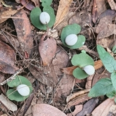 Corybas barbarae (Helmet Orchid, Fairy Lanterns) at Pomona, QLD - 1 Jun 2021 by jenqld