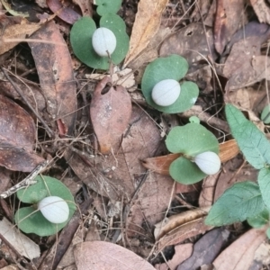 Corybas barbarae at Pomona, QLD - 1 Jun 2021