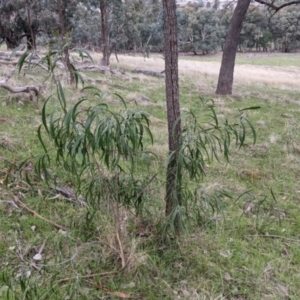 Acacia implexa at Table Top, NSW - 2 Jun 2021