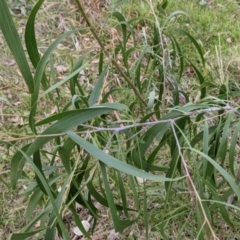 Acacia implexa at Table Top, NSW - 2 Jun 2021