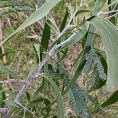 Acacia implexa at Table Top, NSW - 2 Jun 2021 03:09 PM