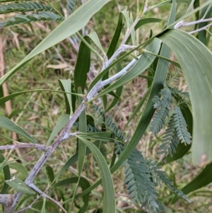 Acacia implexa at Table Top, NSW - 2 Jun 2021