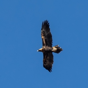 Aquila audax at Coree, ACT - 2 Jun 2021