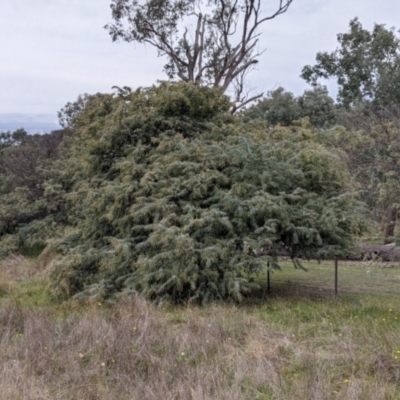 Acacia baileyana (Cootamundra Wattle, Golden Mimosa) at Albury - 2 Jun 2021 by Darcy