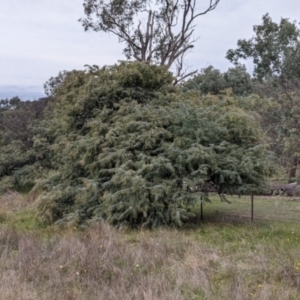 Acacia baileyana at Table Top, NSW - 2 Jun 2021