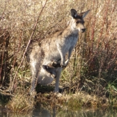 Macropus giganteus (Eastern Grey Kangaroo) at Jerrabomberra Wetlands - 31 May 2021 by Christine