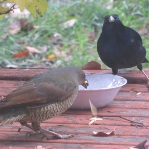 Ptilonorhynchus violaceus at Flynn, ACT - 2 Jun 2021