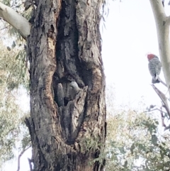 Callocephalon fimbriatum (Gang-gang Cockatoo) at Red Hill to Yarralumla Creek - 1 Jun 2021 by ruthkerruish