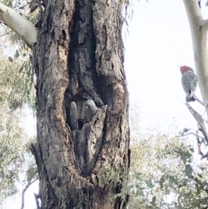 Callocephalon fimbriatum at Garran, ACT - 1 Jun 2021