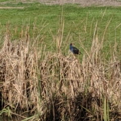 Porphyrio melanotus (Australasian Swamphen) at Albury - 20 Jul 2019 by Darcy