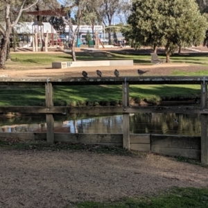 Manorina melanocephala at Lavington, NSW - 20 Jul 2019 02:37 PM