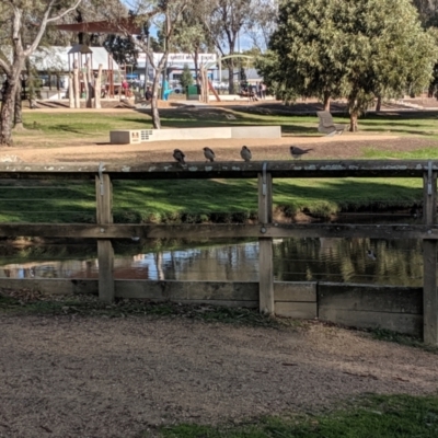 Manorina melanocephala (Noisy Miner) at Albury - 20 Jul 2019 by Darcy