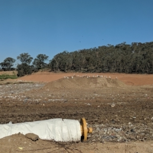 Pelecanus conspicillatus at Hamilton Valley, NSW - 17 May 2019 12:25 PM