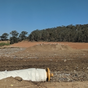 Pelecanus conspicillatus at Hamilton Valley, NSW - 17 May 2019