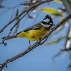 Falcunculus frontatus (Eastern Shrike-tit) at Mount Clear, ACT - 2 Jun 2021 by trevsci