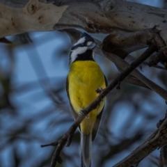 Falcunculus frontatus at Mount Clear, ACT - 2 Jun 2021