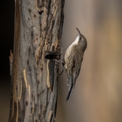 Cormobates leucophaea (White-throated Treecreeper) at Namadgi National Park - 2 Jun 2021 by trevsci