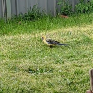 Platycercus elegans flaveolus at Thurgoona, NSW - 4 Sep 2020