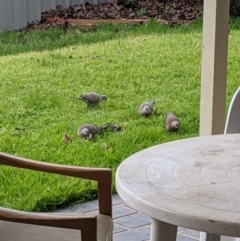 Spilopelia chinensis (Spotted Dove) at Albury - 20 Jul 2020 by Darcy