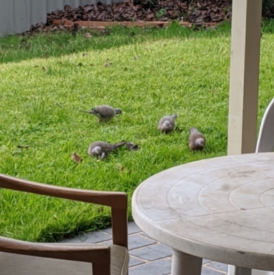 Spilopelia chinensis (Spotted Dove) at Albury - 20 Jul 2020 by Darcy