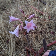 Amaryllis belladonna (Naked Ladies, Belladonna Lily) at Charles Sturt University - 9 Feb 2020 by Darcy