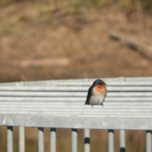 Hirundo neoxena at Murrumbateman, NSW - 31 May 2021