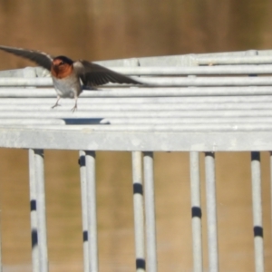 Hirundo neoxena at Murrumbateman, NSW - 31 May 2021