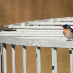 Hirundo neoxena at Murrumbateman, NSW - 31 May 2021