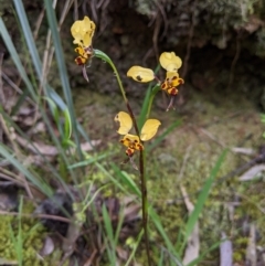 Diuris pardina (Leopard Doubletail) at West Albury, NSW - 13 Sep 2020 by Darcy