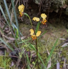 Diuris pardina (Leopard Doubletail) at Albury - 13 Sep 2020 by Darcy