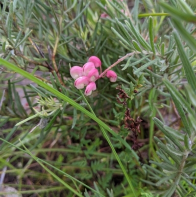 Grevillea lanigera (Woolly Grevillea) at Nail Can Hill - 13 Sep 2020 by Darcy