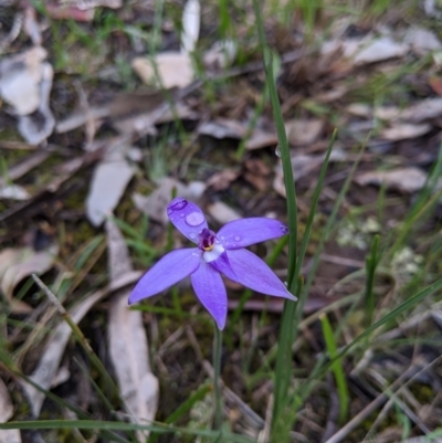 Glossodia major (Wax Lip Orchid) at Nail Can Hill - 13 Sep 2020 by Darcy