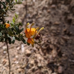 Grevillea alpina (Mountain Grevillea / Cat's Claws Grevillea) at Nail Can Hill - 1 Aug 2020 by Darcy