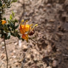 Grevillea alpina at Hamilton Valley, NSW - 1 Aug 2020 12:07 PM