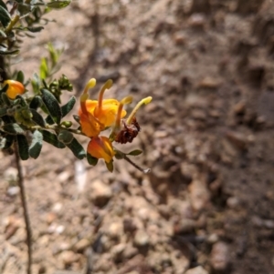 Grevillea alpina at Hamilton Valley, NSW - 1 Aug 2020 12:07 PM