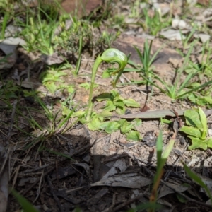 Pterostylis nutans at Albury - suppressed
