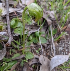 Pterostylis nutans at Albury - suppressed